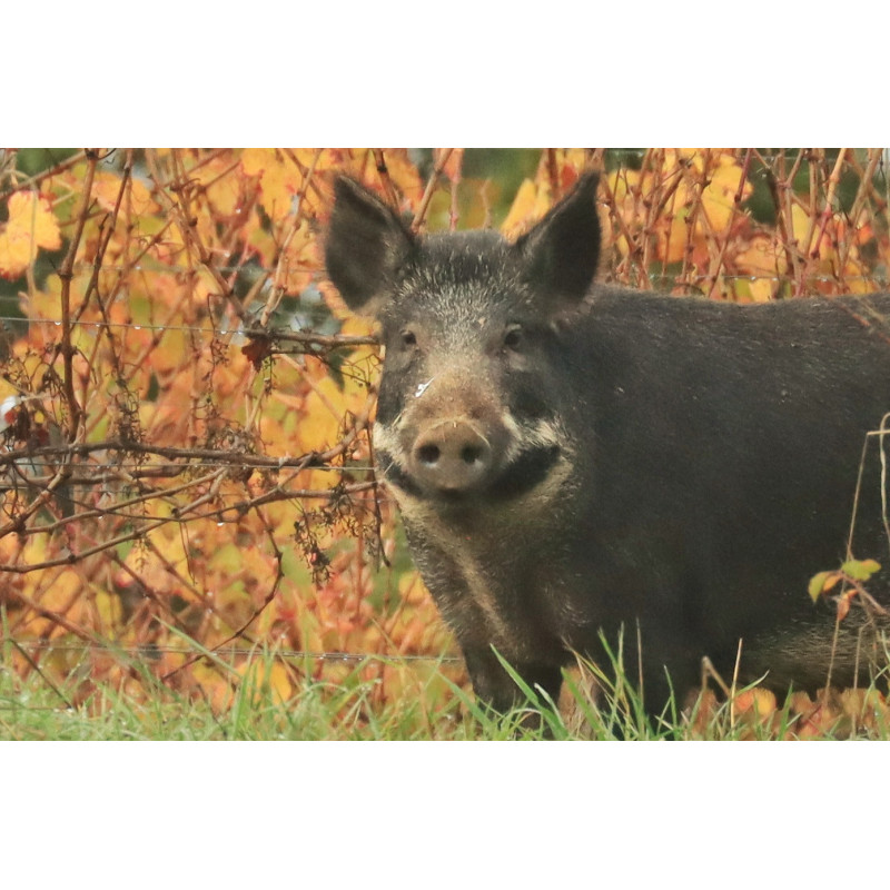 Sanglier dans les vignes en automne - Entre deux mers - 2025