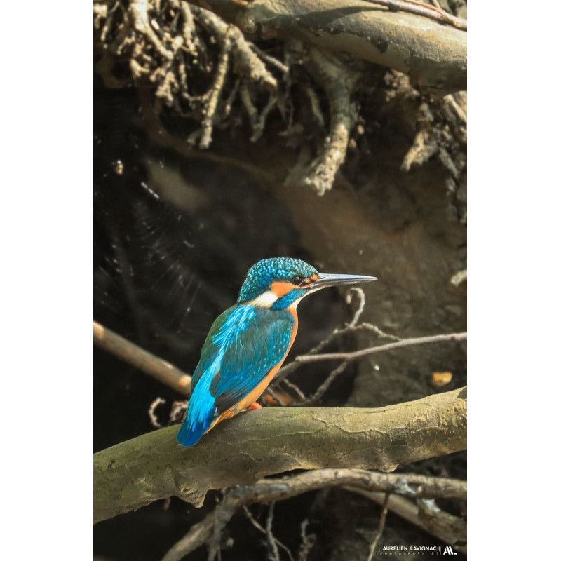 Martin pêcheur - Bordeaux Métropole - Pessac Léognan - 2024