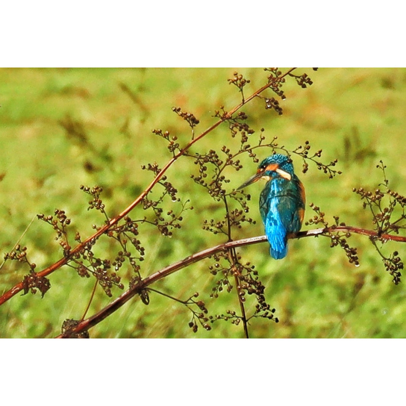 Martin pêcheur aux couleurs de l'automne - Lac Artigues Bordeaux - Tresses- 2025