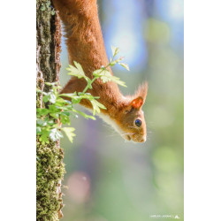 Ecureuil roux qui descend...
