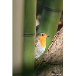 Rouge Gorge au milieu des...