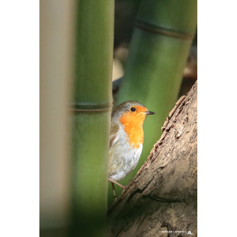 Rouge Gorge au milieu des bambous - Villenave d'ornon - Cadaujac - 2023