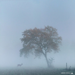 Chevreuil et Arbre dans la...