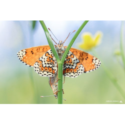 Papillon - Couple de...