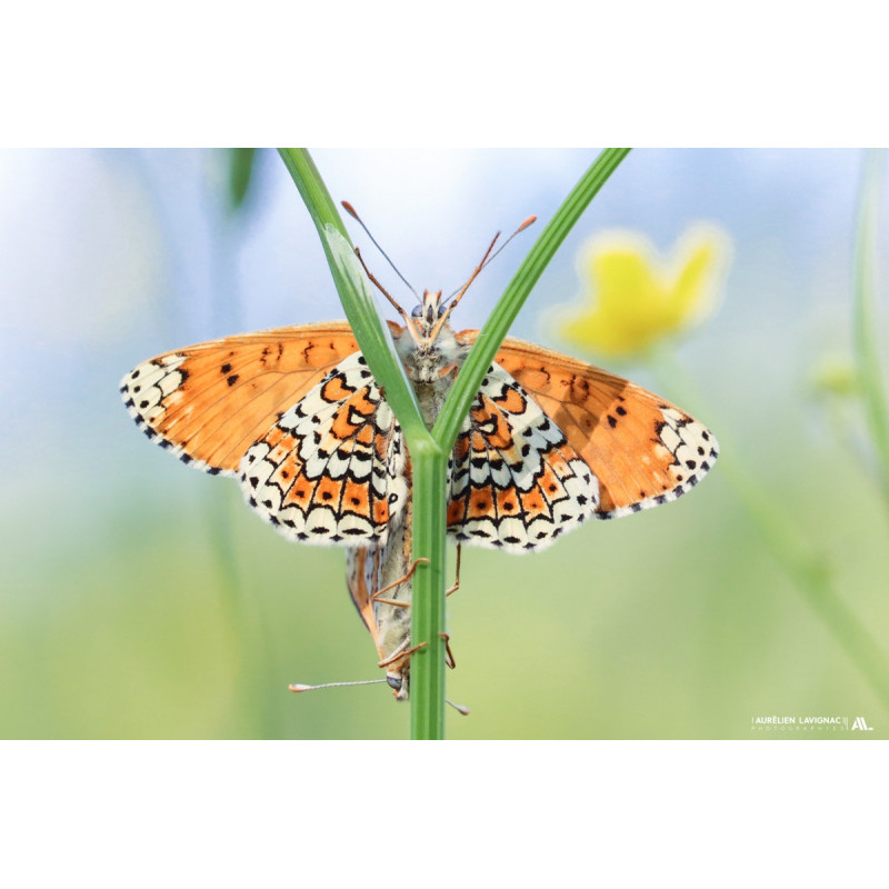 Papillon - Couple de Mélitée, Damien du plantin - Gironde - Médoc - 2021