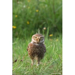 Chouette Chevêche qui...