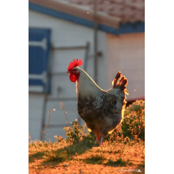 Coq symbole de la France -...