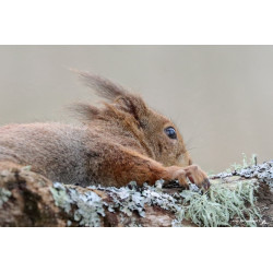 Ecureuil et portrait _...