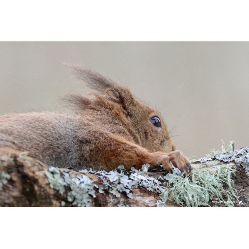 Ecureuil et portrait _ Cadaujac - 2023