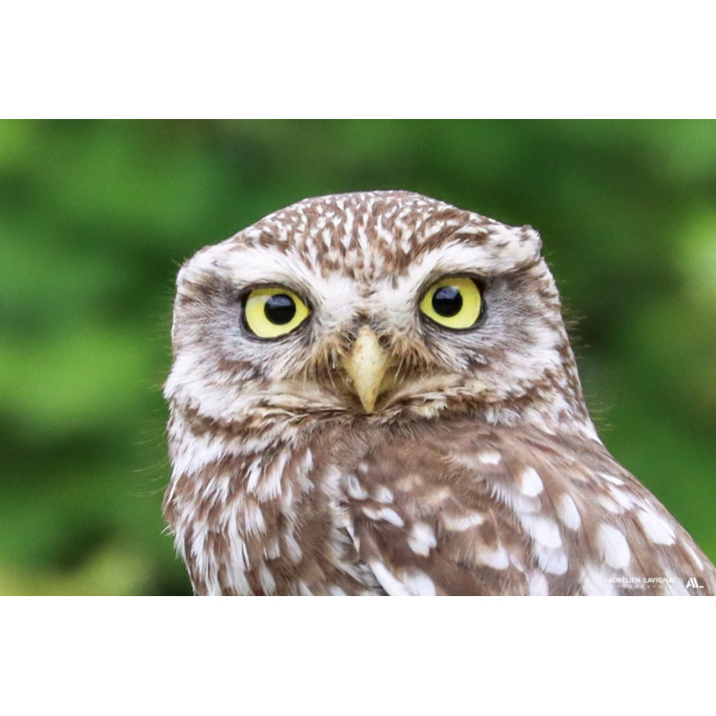 Chouette Chevêche et portrait _ Cadaujac - 2023