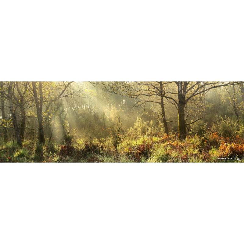 Vue panoramique sur la foret du Médoc - 2021