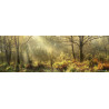 Vue panoramique sur la foret du Médoc - 2021