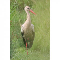 Cigogne dans les marais de...
