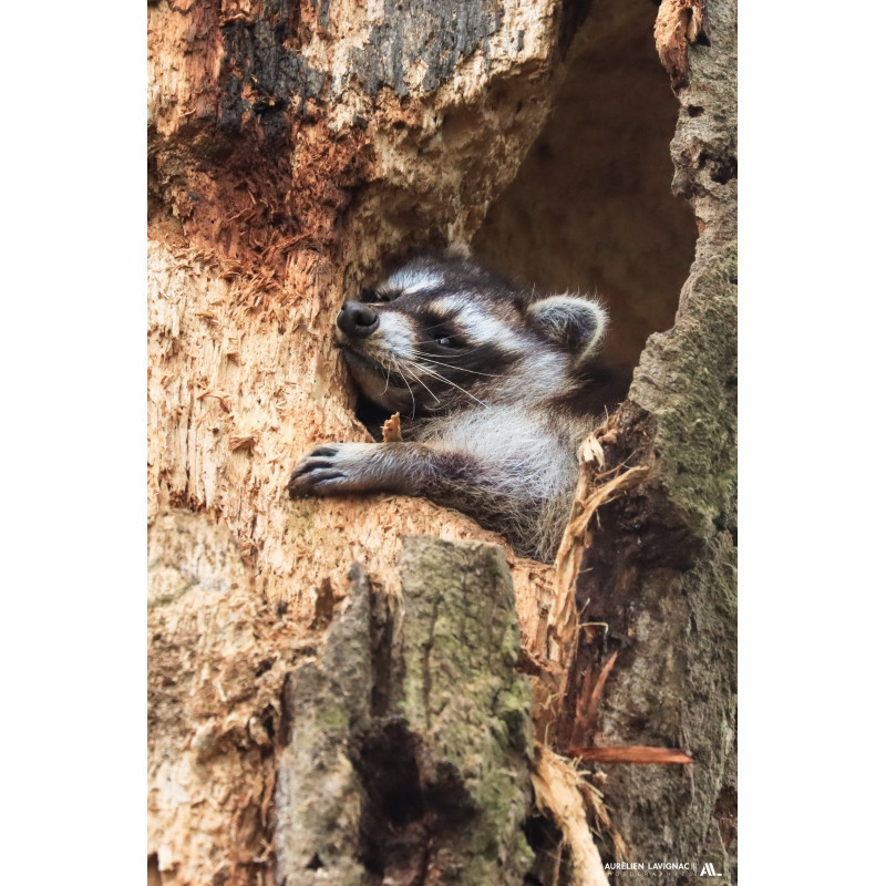 Raton Laveur fait la sieste au creux d'un tronc de Cadaujac - 2023