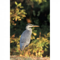Cigogne dans les marais de...