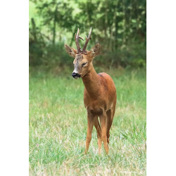 Chevreuil brocard pensif...