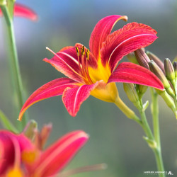Fleur - Hémérocalle rouge,...