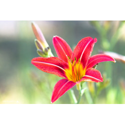 Fleur - Hémérocalle rouge,...