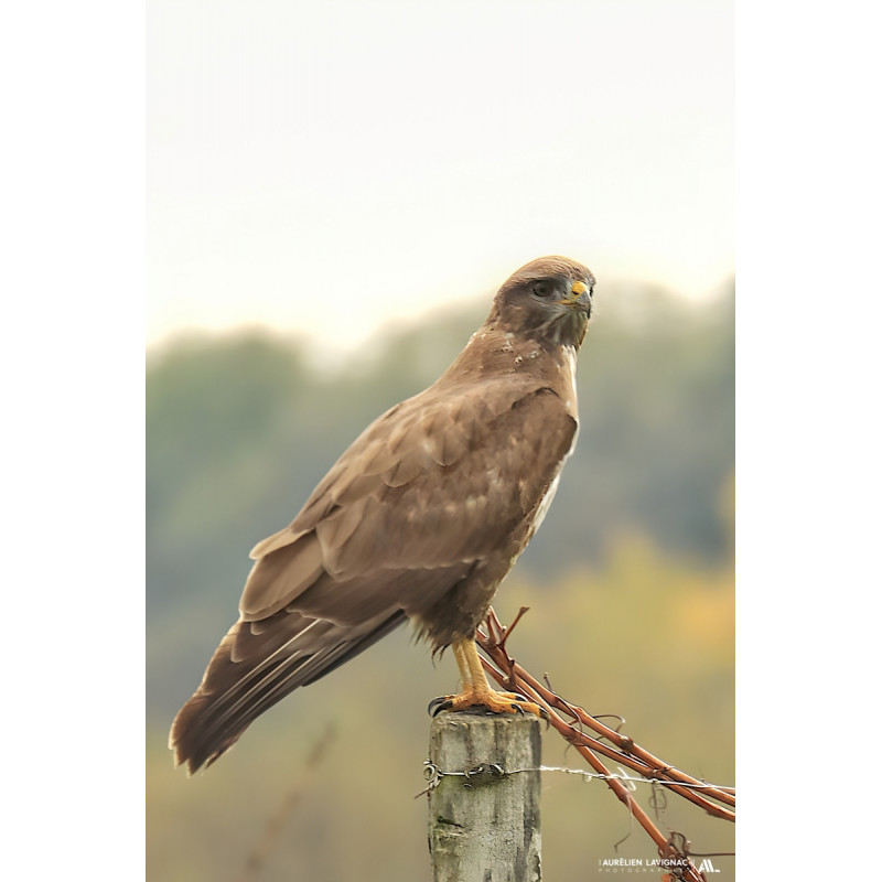 Buse variable sur piquet de vigne n°02 - Vignoble bordelais