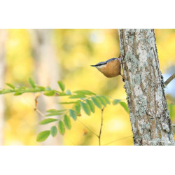 Sittelle torchepot sur un...