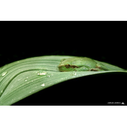 Rainette verte - Repos...