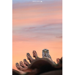 Chouette Chevêche sur...