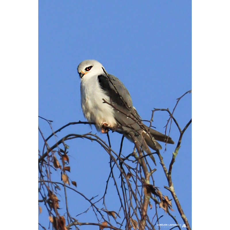 Élanion blanc - Gironde - Sauveterre de Guyenne - 2025