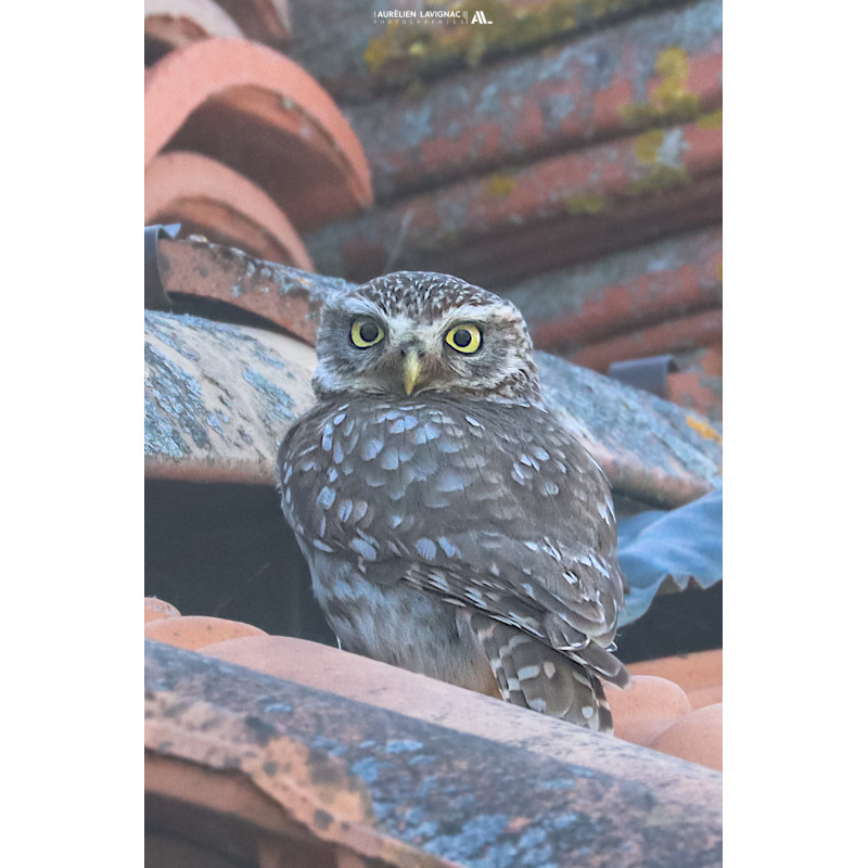 Chouette Chevêche sur un toit de Gironde - Entre deux mers - Monségur - 2023