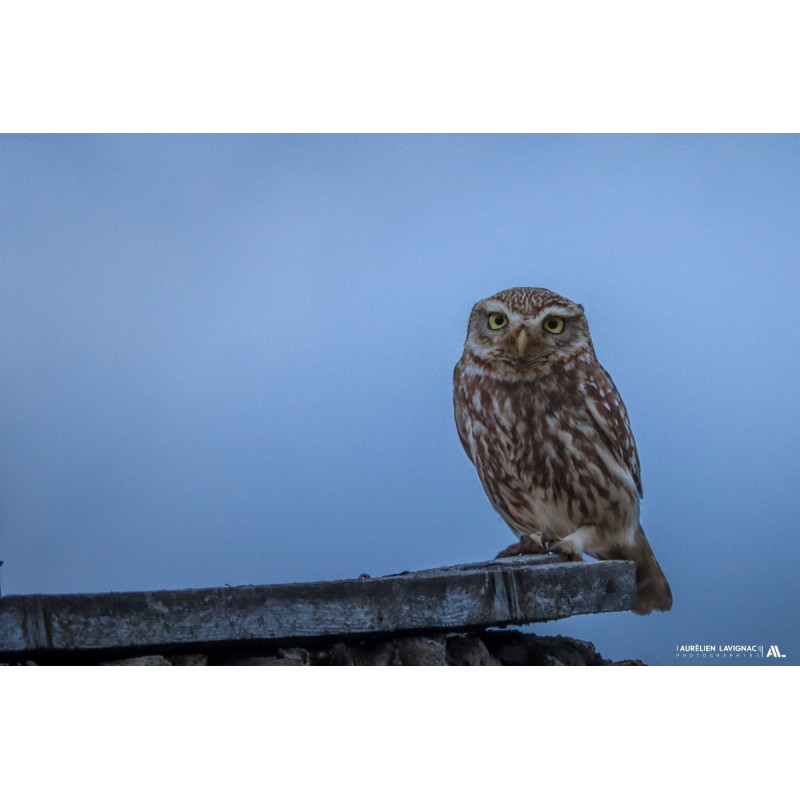 Chouette Chevêche à la tombée de la nuit - Créon - 2023