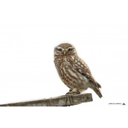 Chouette Chevêche au petit...