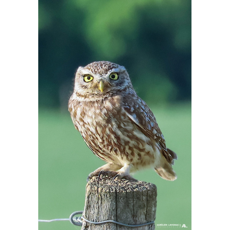 Chouette Chevêche sur son piquet de vigne - Entre deux mers - Monségur - 2023