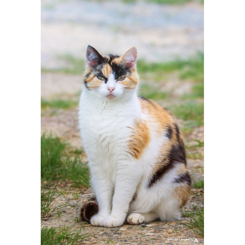 Chat - Portrait d'une isabelle - Dordogne - 2020