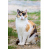 Chat - Portrait d'une isabelle - Dordogne - 2020