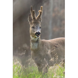 Chevreuil - Portrait d'un...