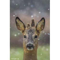 Chevreuil - Portrait d'un...