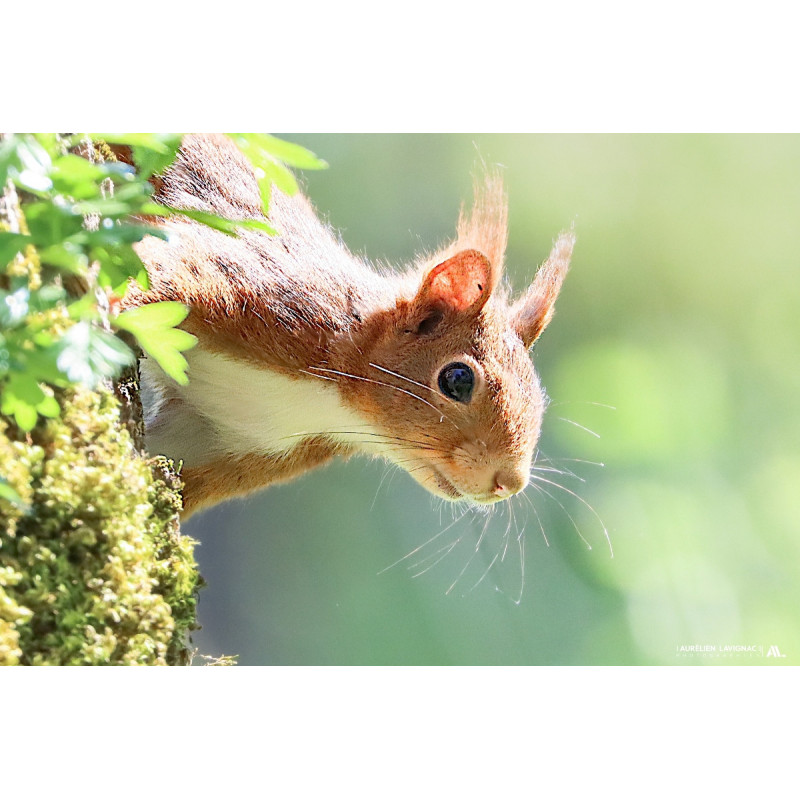 Ecureuil roux curieux et portrait _ Lot et Garonne - Duras - 2024