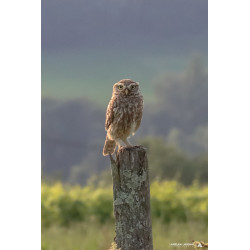 Chouette Chevêche sur son...