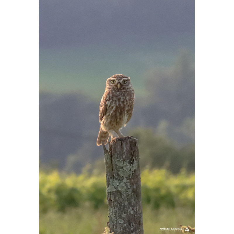 Chouette Chevêche sur son perchoir - Entre deux mers - Monségur - 2024