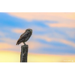 Chouette Chevêche juvénile...