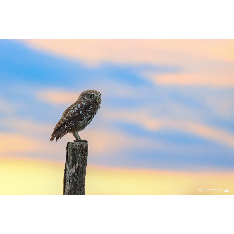 Chouette Chevêche juvénile au coucher de soleil - Lot et Garonne - Marmande - 2021