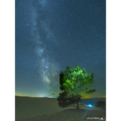 Dune du Pilat et arbre...