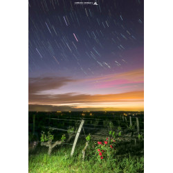 Château d'Yquem - Pied de...