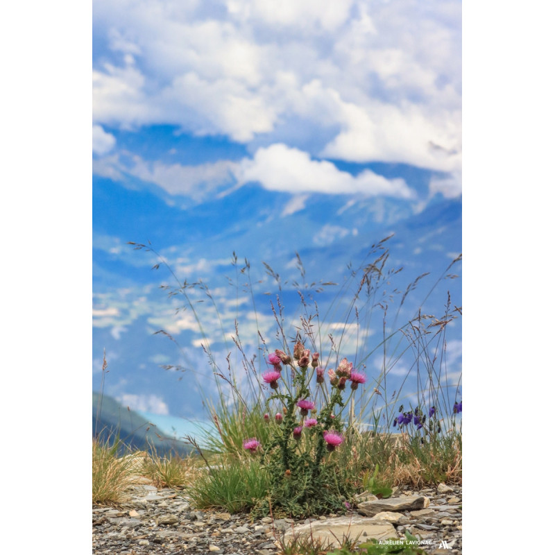 Chardon en fleurs au sommet des Alpes - Les Alpes - les orres - 2025