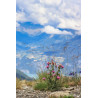 Chardon en fleurs au sommet des Alpes - Les Alpes - les orres - 2025