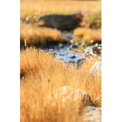 Randonnée dans les Pyrénées...