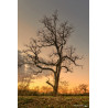 Arbre Solitaire de Gironde au lever du soleil - Cadaujac - 2020