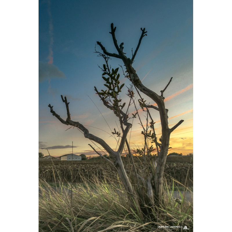 Arbre Solitaire de Gironde au coucher du soleil - Léognan - 2020