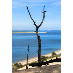 Arbre brulé à la Dune du...