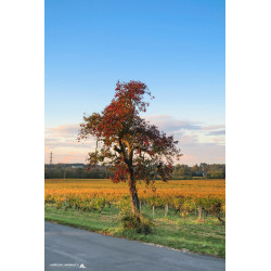 Arbre mort - Léognan - noir...