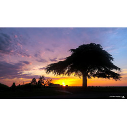 Arbre Solitaire de Charente...